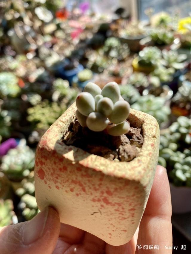 爱肉爱宝，不离不弃，未来可期