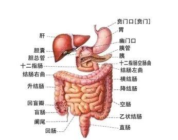 疾病|今天我们来聊聊各种肚子疼