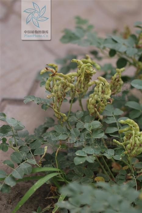 神农本草图经，薯蓣 菊花 甘草 人参 石斛 石龙芮