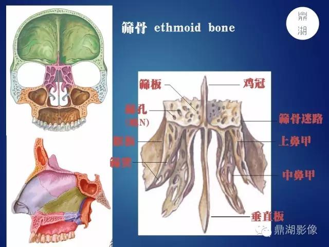 WoW，最全神经系统解剖图来了