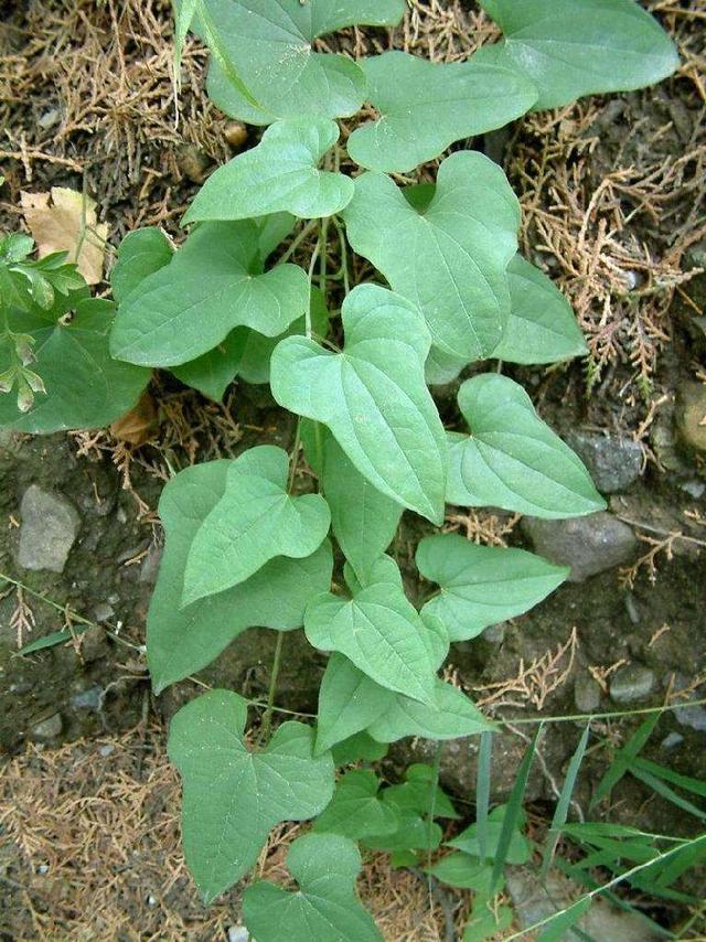 神农本草图经，薯蓣 菊花 甘草 人参 石斛 石龙芮