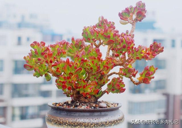 多肉植物吸财树可以水养,但却不适合水养,其中缘由有