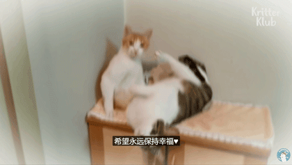 不离不弃只为守护你,这只狸花猫感动了无数人,这才是