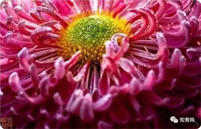 明日重阳节,50幅菊花图,50句菊花诗,送给你,美到心醉!