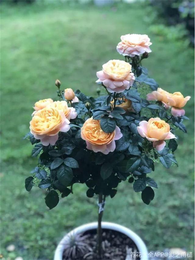 甲硝唑|淘米水加点料，没有异味，肥效能翻10倍，养啥花都旺