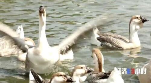 卤鹅|一个原本不产牛的地方，却把牛肉火锅做成“中华名小吃”！潮汕如何做到的？