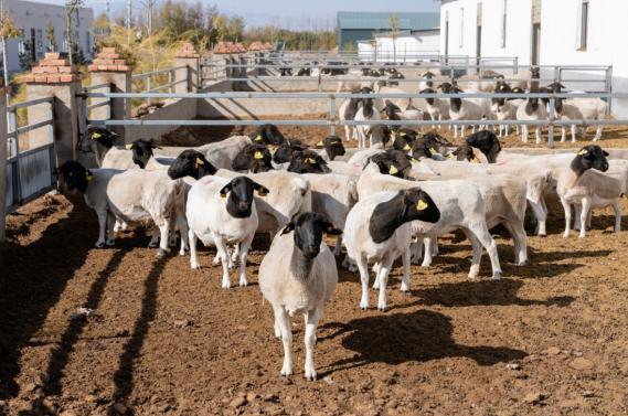 企业|聚焦主责主业 持续精准发力 国家开发银行倾力服务“六稳”“六保”