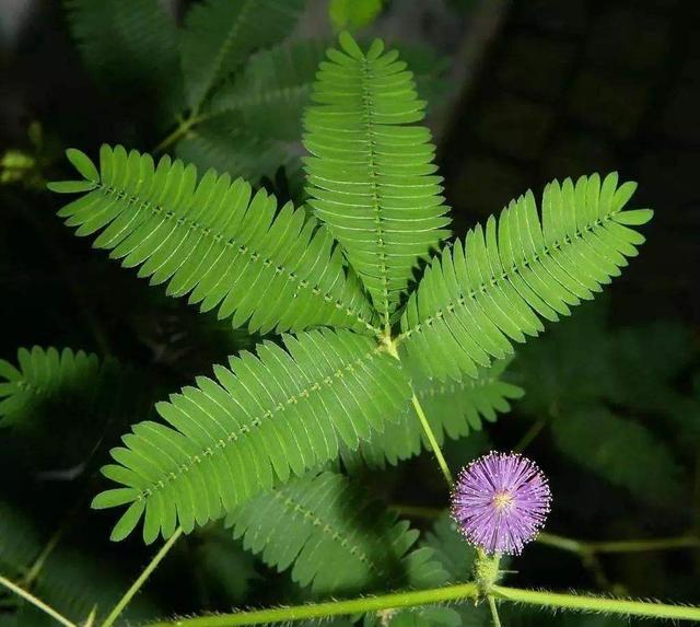 大自然中奇怪的花，碰碰叶子自己跳舞，养在家里有不少乐趣