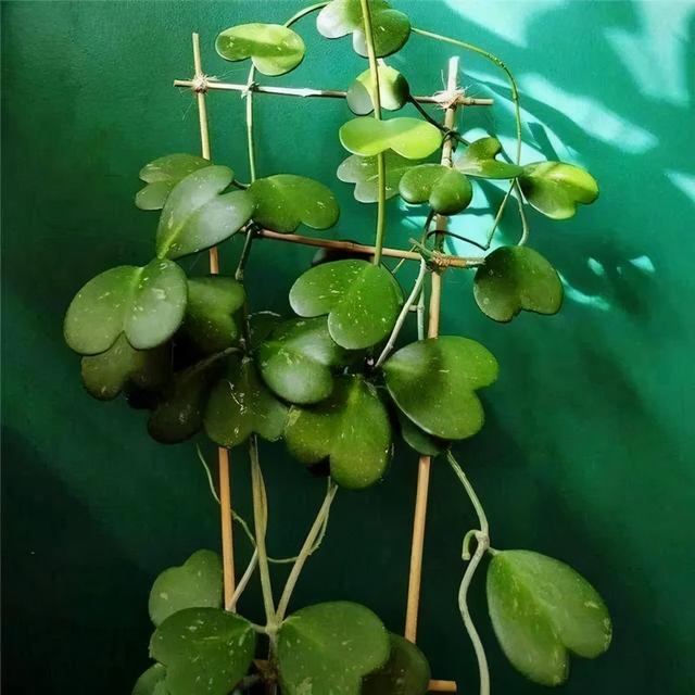 冬天就养耐阴花，没光也能开爆盆，扔角落自己疯长