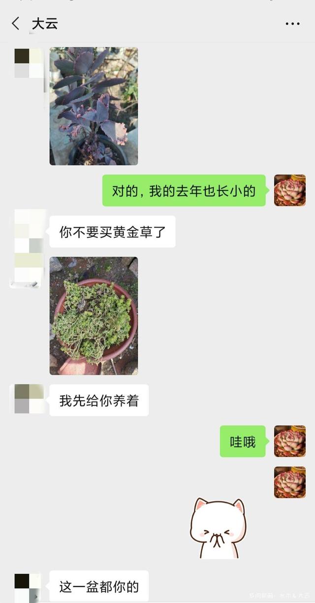 有朋自远方来，拔叶子乎