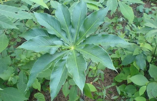 野菜|野菜正当“食”，怎么吃才好？