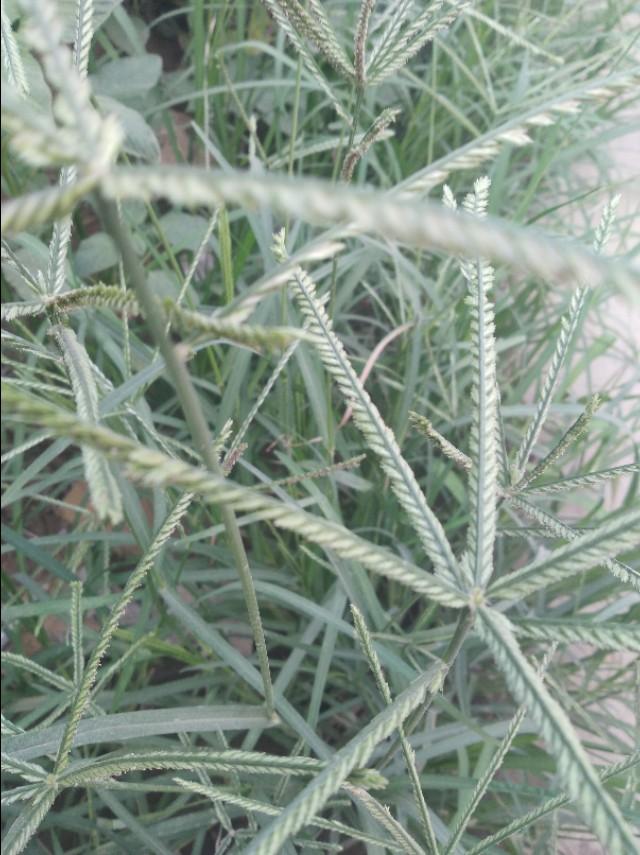 如果是白地,可选用草甘磷,草铵磷等灭生性除草剂喷雾处理后,再耕作.