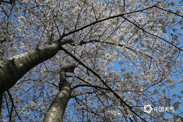 中国天气网:河南驻马店阳光明媚 春花烂漫正当时