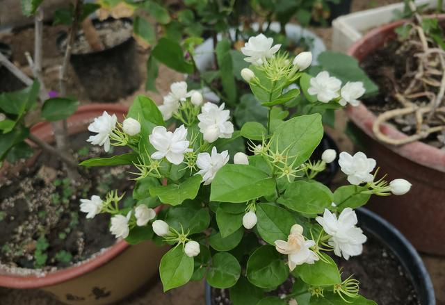 11月茉莉花要“静养”，只需做好3件事，春季就能“焕发生机”