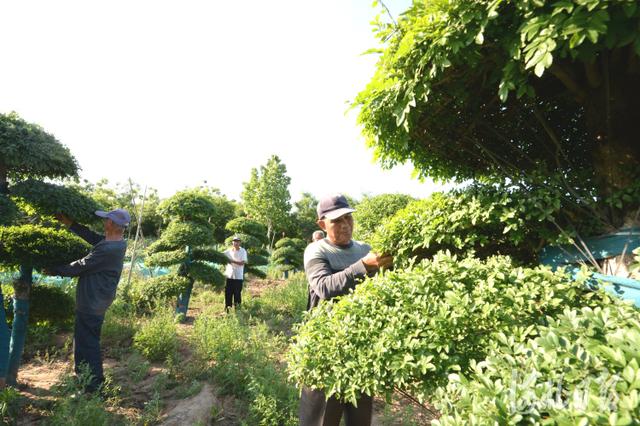河北邢台:景观苗木助增收