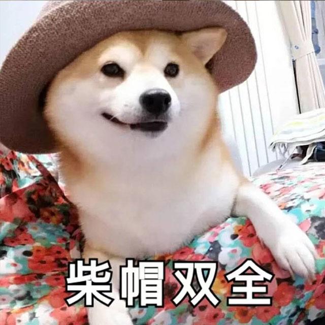 大家都在"撸狗",这几种狗狗"最好撸",你都知道吗?
