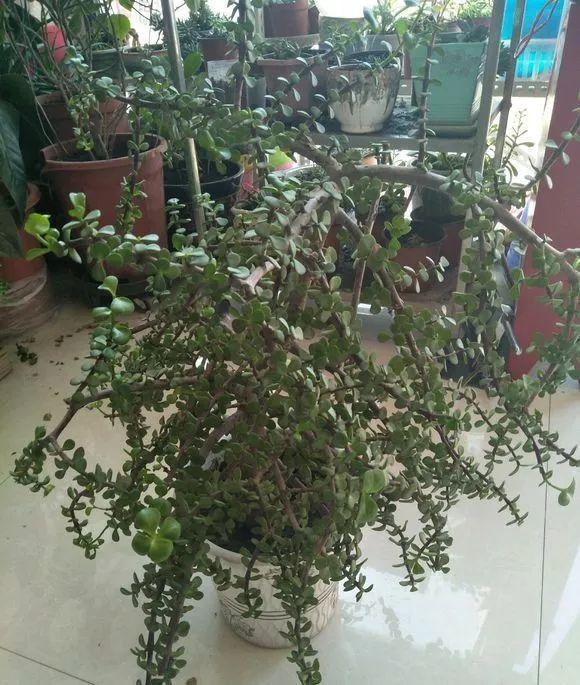 长寿花|这花就得饿着养，盆小水少，叶子越剪长得越旺！