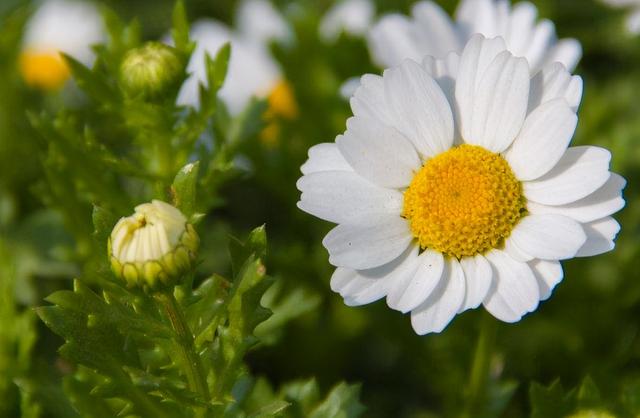 茶花、海棠就该用酸性土，仙人掌、丁香花用碱性土，你用对了吗？