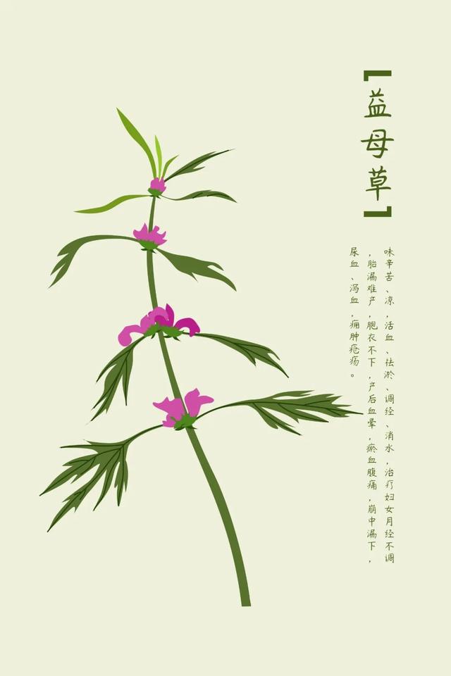 药知道 | 名曰益母草，女性吃它真的好