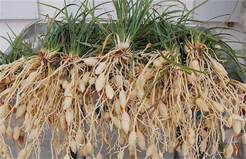 神农本草图经 | 柏实 菌桂 牡桂 天门冬 麦门冬