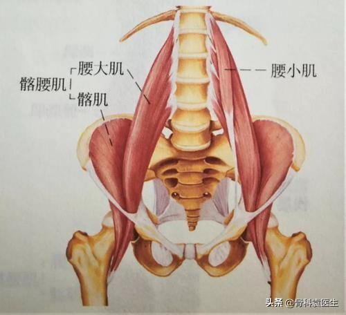 膝关节疼痛|膝关节位置的疼痛，第二大凶手，就是这根神经