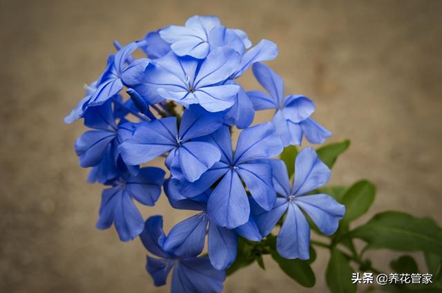 这十种花，初冬要“舍得剪”，来年开花旺