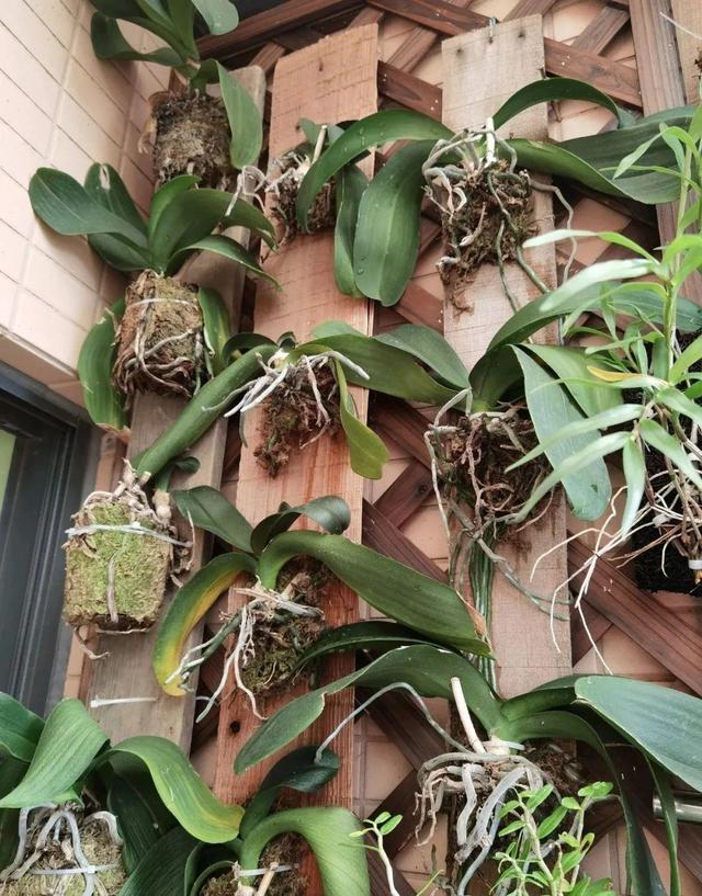 逛花市去捡漏，买了一堆长寿花，拿回来竟然全活了