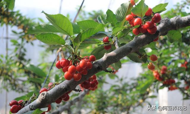 家居那点事■樱桃“孕期”前给它喝种“水”，下个月吃果实，味道又香又甜！