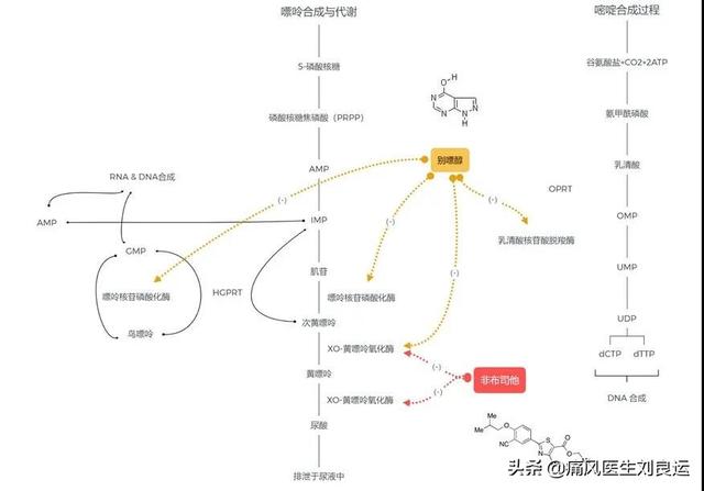 别嘌醇伤肾，非布司他伤心，痛风该选哪种降尿酸药物不伤身？