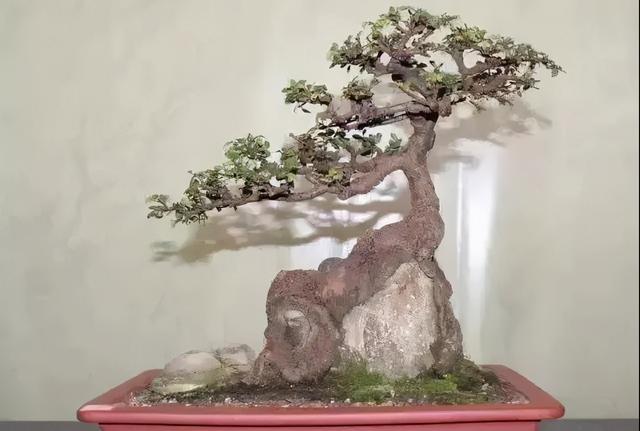 1棵植物小苗和1块石头，制作出古朴雅致的抱石盆景，有创意