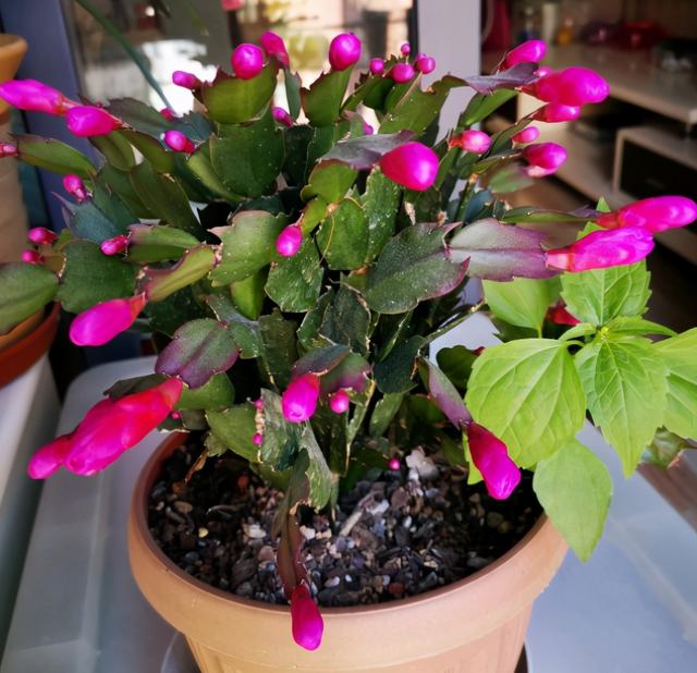 3种植物即将开花，花量大还特美丽，不入手很可惜