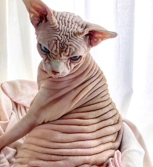 第一眼看到这猫咪,以为是外星人!长得也太恐怖了