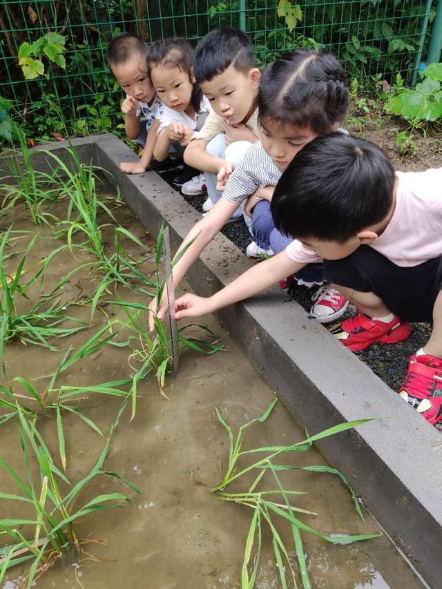 小酒窝|真有意思！这家幼儿园开了个“插秧课”，孩子们报名踊跃
