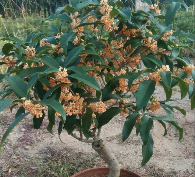 桂花修剪“好时机”抓住了，树干存满“养份”，明年开花多一倍