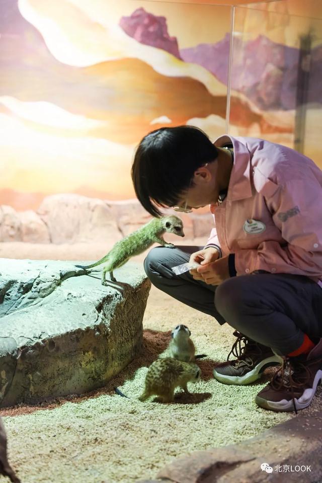 「玩乐足迹」北京首家室内动物园 · 和羊驼浣熊一起玩