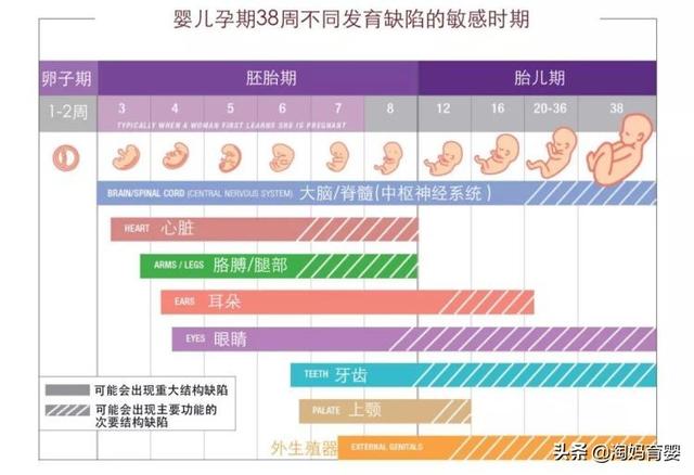 以下这张图是胎儿在不同孕周器官发育的关键时期,已经胎儿在各阶段