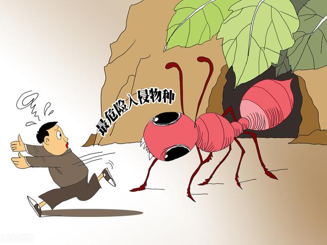 红火蚁也被称为"无敌蚂蚁,原产地是南美洲,已在世界24个国家(地区)