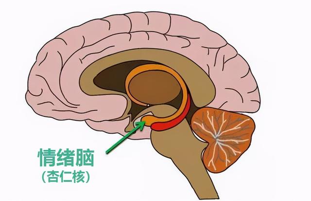 美国神经生物学家：0-5岁是大脑发育黄金期，务必帮宝宝抓住