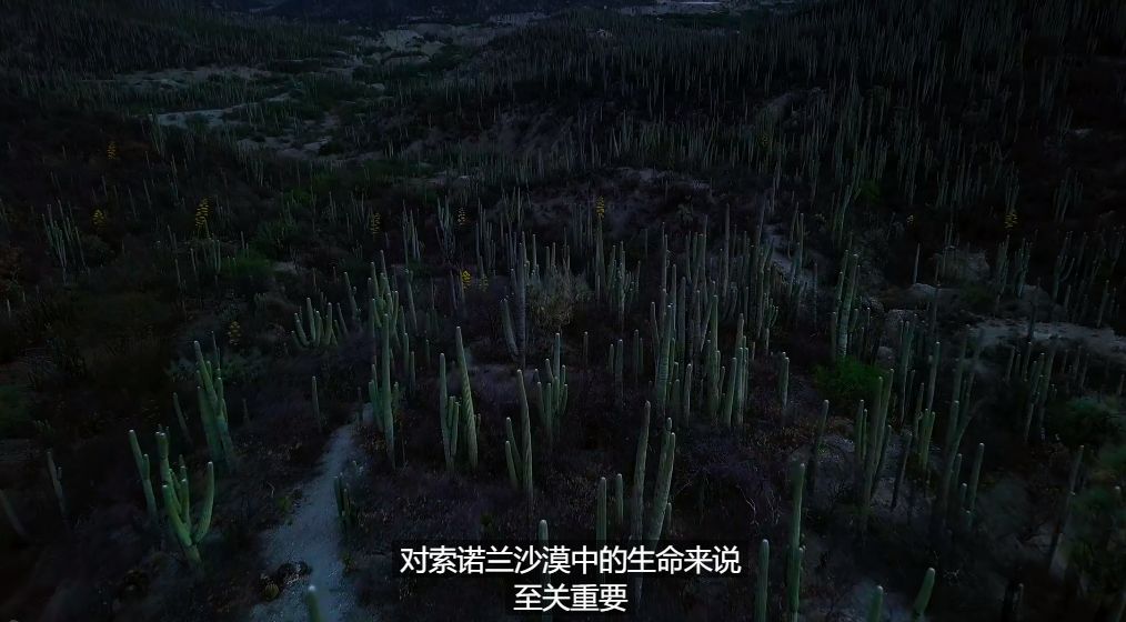 「陌颜幽梦」推荐给孩子这部9.4分的纪录片：曝光前所未有的地球夜景