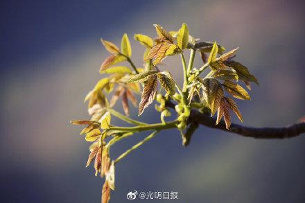 豆腐|香椿头的吃法你最爱哪种？