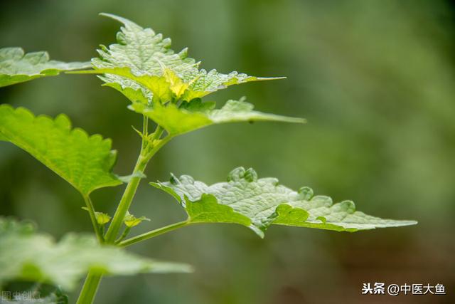 张廷模中药学讲稿 40 祛风湿强筋骨药：五加皮 桑寄生 狗脊