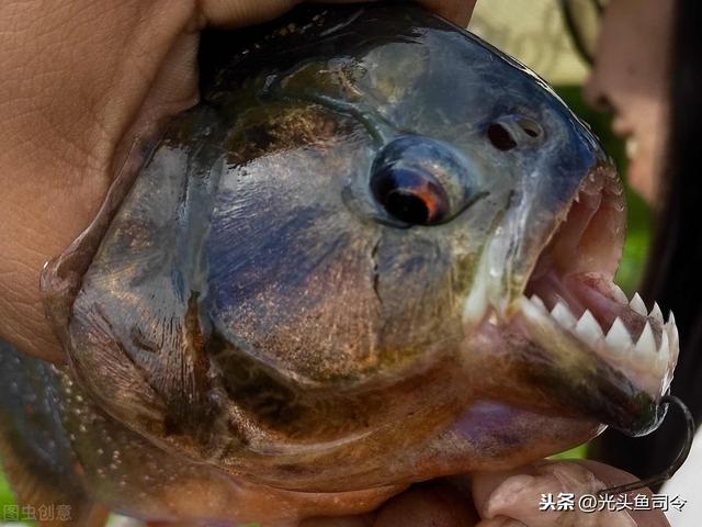 食人鱼锋利的牙齿