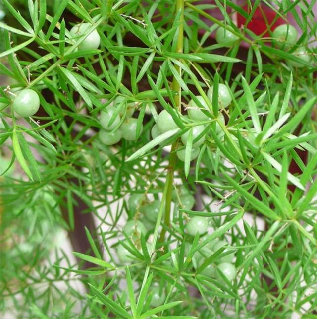 神农本草图经 | 柏实 菌桂 牡桂 天门冬 麦门冬