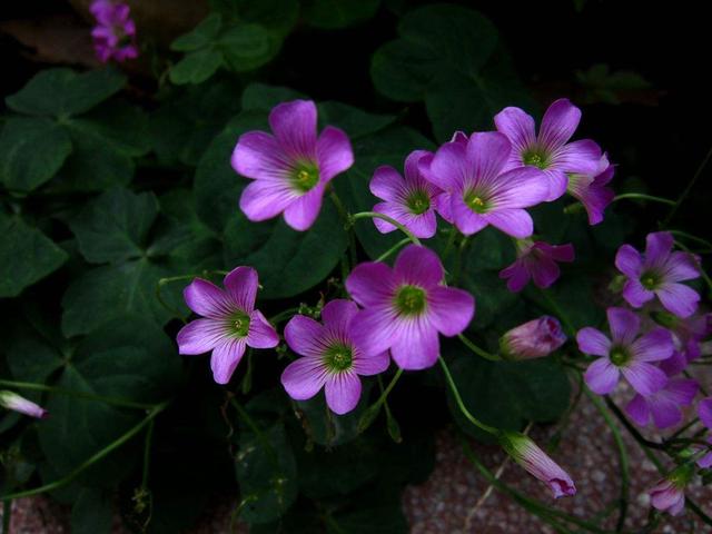 一种小花真神奇，开花时紫莹莹，冬天不怕冷很好养