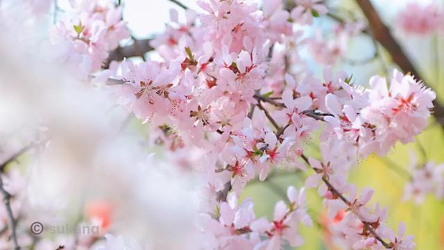 「旅行百事通」实名曝光西安这几个地方的春天，太美了…