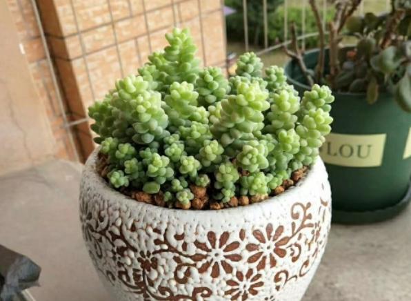 多肉玉缀怎么养？掌握“4点”，一簇簇的叶子将长得又密又粉嫩