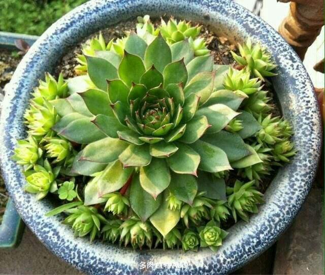 忙？喜欢养多肉？盆栽观音莲牢记此5点，好看又好养