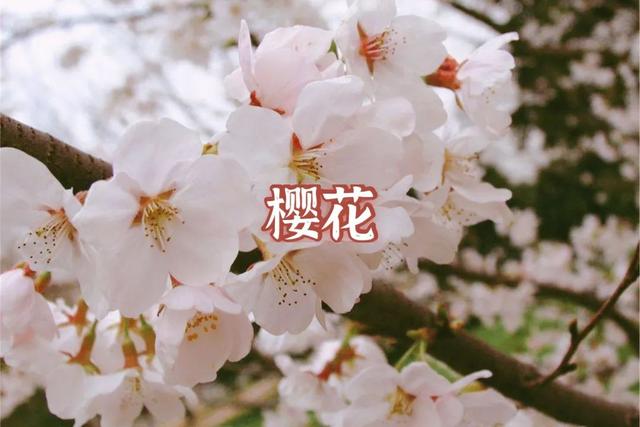 答案|春天来啦！我宣布：上海人“花痴”等级考开始！全答对算侬结棍