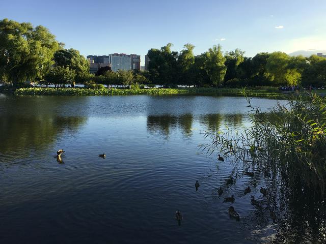 iPhone光影—玉渊潭秋