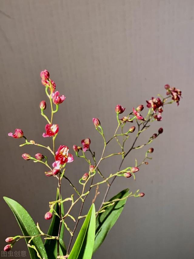 天冷就养“造香花”，香喷喷，省下买空气净化剂的钱